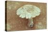 Field Mushroom-Den Reader-Stretched Canvas