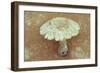 Field Mushroom-Den Reader-Framed Photographic Print