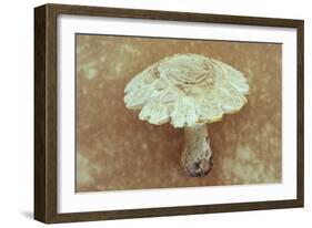 Field Mushroom-Den Reader-Framed Photographic Print