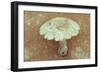 Field Mushroom-Den Reader-Framed Photographic Print