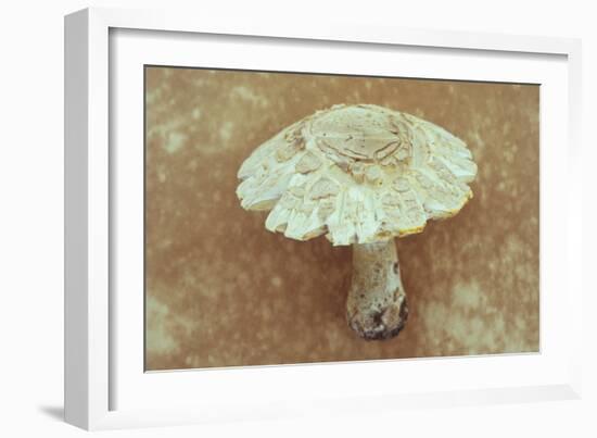 Field Mushroom-Den Reader-Framed Photographic Print