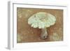Field Mushroom-Den Reader-Framed Photographic Print