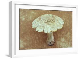 Field Mushroom-Den Reader-Framed Photographic Print