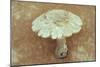 Field Mushroom-Den Reader-Mounted Photographic Print