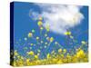 Field Mustard, Brassica Campestris, Lafayette Reservoir, Lafayette, California, Usa-Paul Colangelo-Stretched Canvas