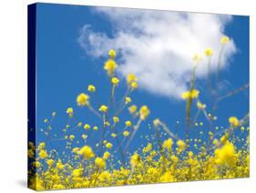 Field Mustard, Brassica Campestris, Lafayette Reservoir, Lafayette, California, Usa-Paul Colangelo-Stretched Canvas