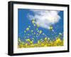 Field Mustard, Brassica Campestris, Lafayette Reservoir, Lafayette, California, Usa-Paul Colangelo-Framed Photographic Print