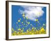 Field Mustard, Brassica Campestris, Lafayette Reservoir, Lafayette, California, Usa-Paul Colangelo-Framed Photographic Print