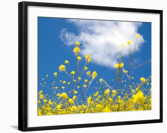 Field Mustard, Brassica Campestris, Lafayette Reservoir, Lafayette, California, Usa-Paul Colangelo-Framed Photographic Print
