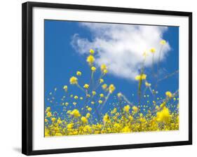 Field Mustard, Brassica Campestris, Lafayette Reservoir, Lafayette, California, Usa-Paul Colangelo-Framed Photographic Print