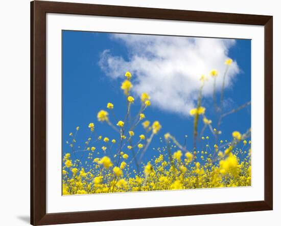 Field Mustard, Brassica Campestris, Lafayette Reservoir, Lafayette, California, Usa-Paul Colangelo-Framed Photographic Print