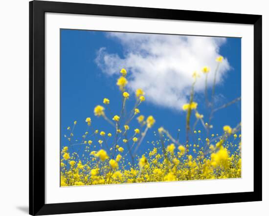 Field Mustard, Brassica Campestris, Lafayette Reservoir, Lafayette, California, Usa-Paul Colangelo-Framed Photographic Print