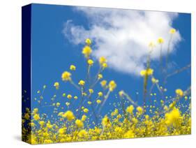 Field Mustard, Brassica Campestris, Lafayette Reservoir, Lafayette, California, Usa-Paul Colangelo-Stretched Canvas