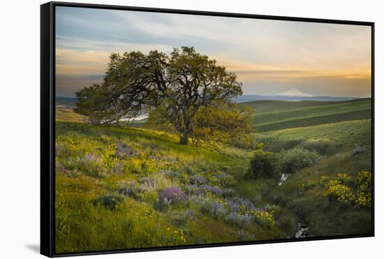 Field of Arrowleaf Balsamroot, Lupine and an Oak Tree at Columbia Hills State Park, Mt. Hood-Gary Luhm-Framed Stretched Canvas