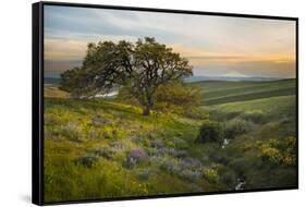 Field of Arrowleaf Balsamroot, Lupine and an Oak Tree at Columbia Hills State Park, Mt. Hood-Gary Luhm-Framed Stretched Canvas