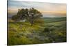 Field of Arrowleaf Balsamroot, Lupine and an Oak Tree at Columbia Hills State Park, Mt. Hood-Gary Luhm-Stretched Canvas