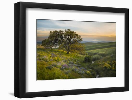 Field of Arrowleaf Balsamroot, Lupine and an Oak Tree at Columbia Hills State Park, Mt. Hood-Gary Luhm-Framed Premium Photographic Print