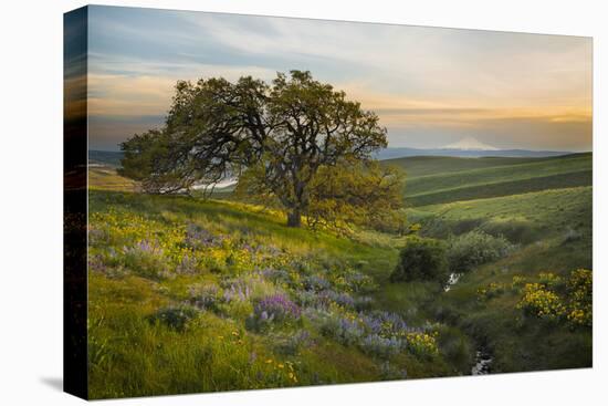 Field of Arrowleaf Balsamroot, Lupine and an Oak Tree at Columbia Hills State Park, Mt. Hood-Gary Luhm-Stretched Canvas