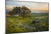 Field of Arrowleaf Balsamroot, Lupine and an Oak Tree at Columbia Hills State Park, Mt. Hood-Gary Luhm-Mounted Photographic Print