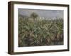 Field of Banana Trees (Champ De Bananier), 1881-Pierre-Auguste Renoir-Framed Giclee Print