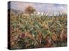 Field of Banana Trees-Pierre-Auguste Renoir-Stretched Canvas