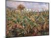 Field of Banana Trees-Pierre-Auguste Renoir-Mounted Giclee Print