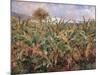 Field of Banana Trees-Pierre-Auguste Renoir-Mounted Giclee Print