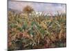 Field of Banana Trees-Pierre-Auguste Renoir-Mounted Giclee Print