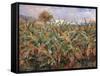 Field of Banana Trees-Pierre-Auguste Renoir-Framed Stretched Canvas