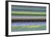 Field of Bearded Irises-Darrell Gulin-Framed Photographic Print