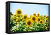 Field of Beautiful Bright Sunflowers against the Blue Sky. Summer Flowers-Maksym Protsenko-Framed Stretched Canvas