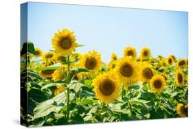 Field of Beautiful Bright Sunflowers against the Blue Sky. Summer Flowers-Maksym Protsenko-Stretched Canvas