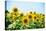 Field of Beautiful Bright Sunflowers against the Blue Sky. Summer Flowers-Maksym Protsenko-Stretched Canvas