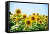 Field of Beautiful Bright Sunflowers against the Blue Sky. Summer Flowers-Maksym Protsenko-Framed Stretched Canvas