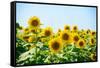 Field of Beautiful Bright Sunflowers against the Blue Sky. Summer Flowers-Maksym Protsenko-Framed Stretched Canvas