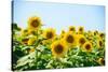 Field of Beautiful Bright Sunflowers against the Blue Sky. Summer Flowers-Maksym Protsenko-Stretched Canvas