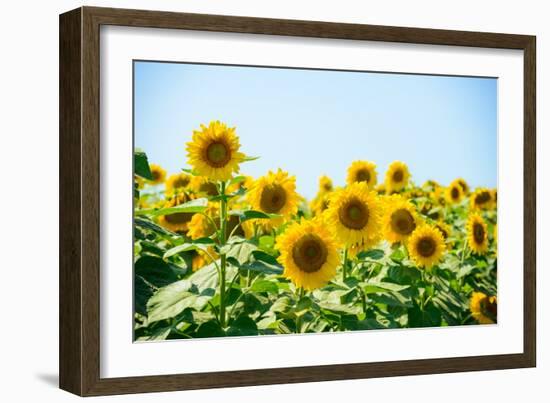 Field of Beautiful Bright Sunflowers against the Blue Sky. Summer Flowers-Maksym Protsenko-Framed Photographic Print