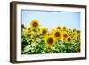 Field of Beautiful Bright Sunflowers against the Blue Sky. Summer Flowers-Maksym Protsenko-Framed Photographic Print