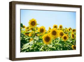 Field of Beautiful Bright Sunflowers against the Blue Sky. Summer Flowers-Maksym Protsenko-Framed Photographic Print