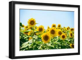 Field of Beautiful Bright Sunflowers against the Blue Sky. Summer Flowers-Maksym Protsenko-Framed Photographic Print