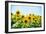 Field of Beautiful Bright Sunflowers against the Blue Sky. Summer Flowers-Maksym Protsenko-Framed Photographic Print