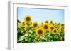 Field of Beautiful Bright Sunflowers against the Blue Sky. Summer Flowers-Maksym Protsenko-Framed Photographic Print