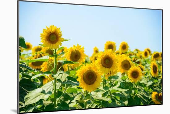 Field of Beautiful Bright Sunflowers against the Blue Sky. Summer Flowers-Maksym Protsenko-Mounted Photographic Print