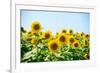 Field of Beautiful Bright Sunflowers against the Blue Sky. Summer Flowers-Maksym Protsenko-Framed Photographic Print