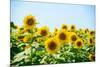 Field of Beautiful Bright Sunflowers against the Blue Sky. Summer Flowers-Maksym Protsenko-Mounted Photographic Print