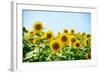 Field of Beautiful Bright Sunflowers against the Blue Sky. Summer Flowers-Maksym Protsenko-Framed Photographic Print