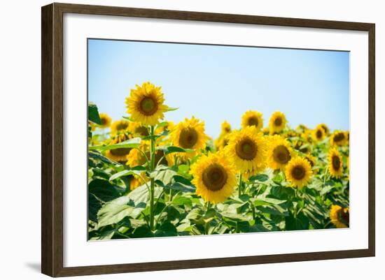 Field of Beautiful Bright Sunflowers against the Blue Sky. Summer Flowers-Maksym Protsenko-Framed Photographic Print