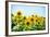 Field of Beautiful Bright Sunflowers against the Blue Sky. Summer Flowers-Maksym Protsenko-Framed Photographic Print