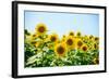 Field of Beautiful Bright Sunflowers against the Blue Sky. Summer Flowers-Maksym Protsenko-Framed Photographic Print