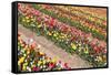 Field of Beautiful Colorful Tulips in the Netherlands-kruwt-Framed Stretched Canvas